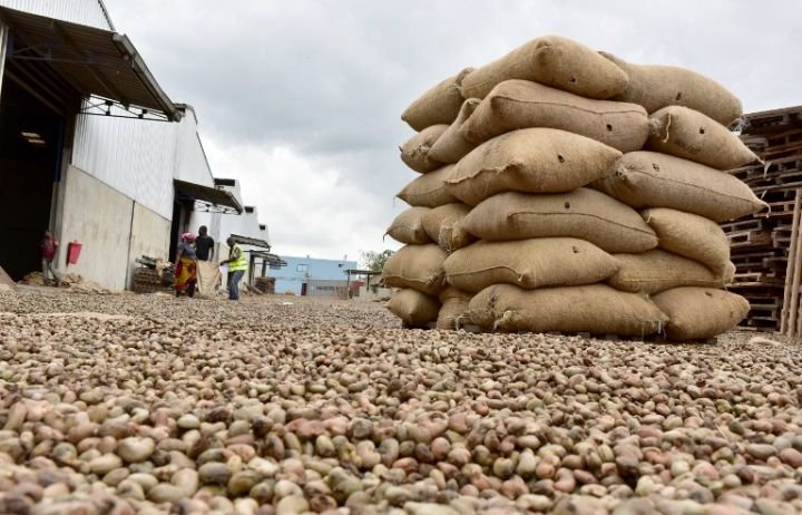 Journées nationales des exportateurs de cajou de Côte d’Ivoire : La 5ème édition prévue du 14 au 16 février 2024 à Abidjan pour renforcer la durabilité de la filière 2 CAJOU TOF