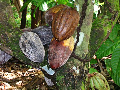 Production cacaoyère : Le swollen shoot, une maladie grave qui menace le verger du leader mondial du cacao 1 TOF CACAO SHOLLEN