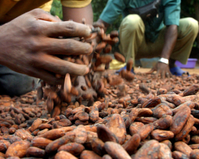 Cacao : Les prix atteignent des niveaux record historiques 2 cacao