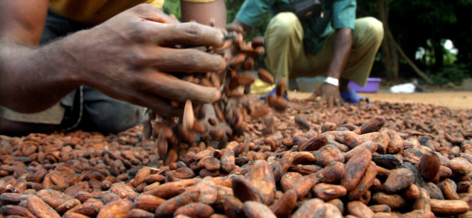 Cacao : Les prix atteignent des niveaux record historiques 1 cacao