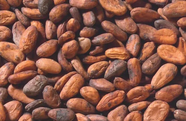 cocoa beans close up 654x639 1