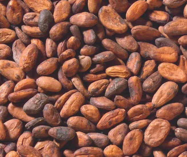 Lutte contre la fraude : 1 500 sacs de fèves de cacao saisies à la frontière avec la Guinée 4 cocoa beans close up 654x639 1