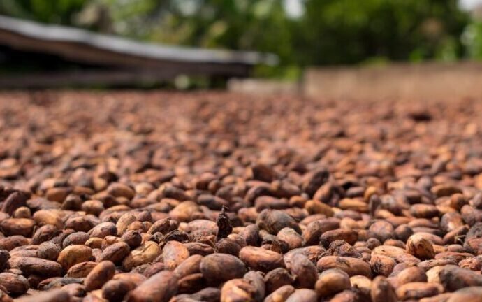 Côte d’Ivoire : Le prix du cacao fixé à 1500 F Cfa 9 CACAO