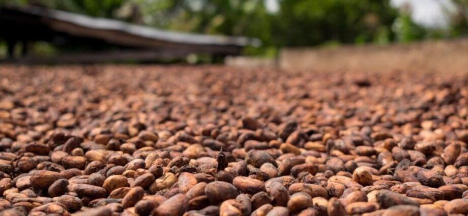Côte d’Ivoire : Le prix du cacao fixé à 1500 F Cfa 1 CACAO