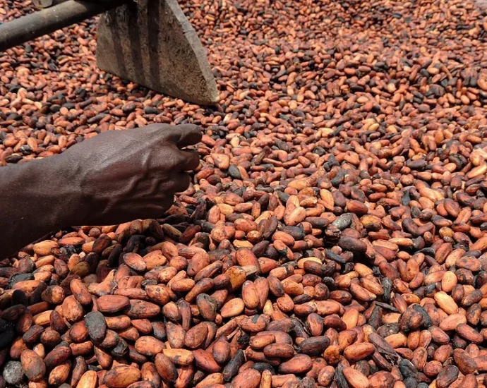 Obed Blondé Doua, planteur de Café-Cacao et président de la Scoops ATM : « Le président Ouattara a eu une fois de plus raison de ces détracteurs sur les cours du cacao » 6 photo Cacao