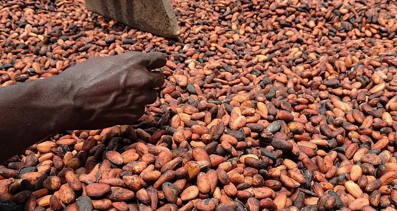 Obed Blondé Doua, planteur de Café-Cacao et président de la Scoops ATM : « Le président Ouattara a eu une fois de plus raison de ces détracteurs sur les cours du cacao » 1 photo Cacao
