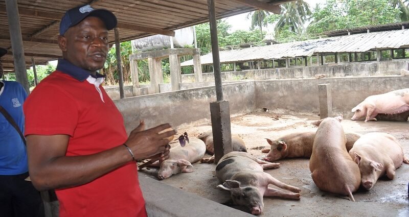 photo porc