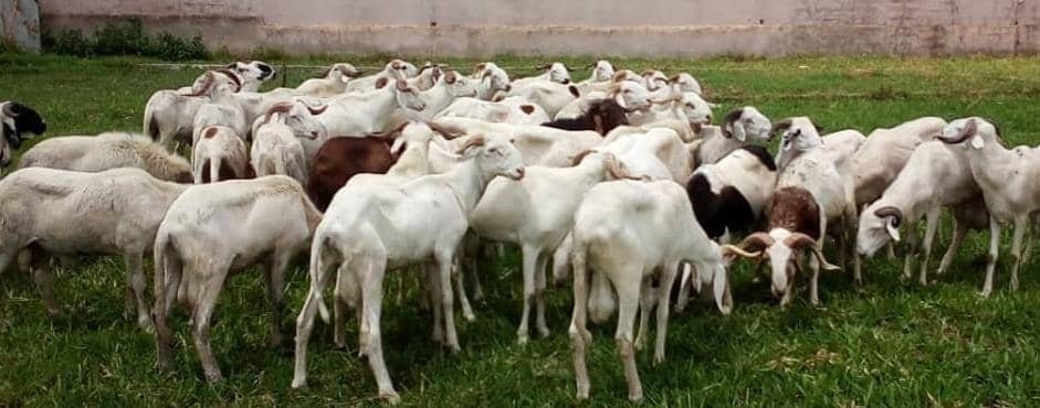 photo mouton 3