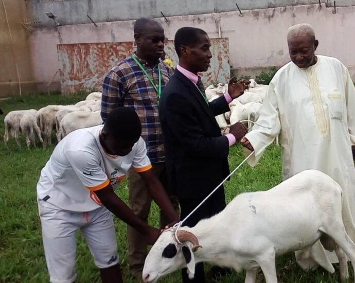 District Autonome de Sassandra-Marahoué : Le ministre-gouverneur Mathieu Babaud Darret fait don de 50 moutons aux imams 5 photo mouton