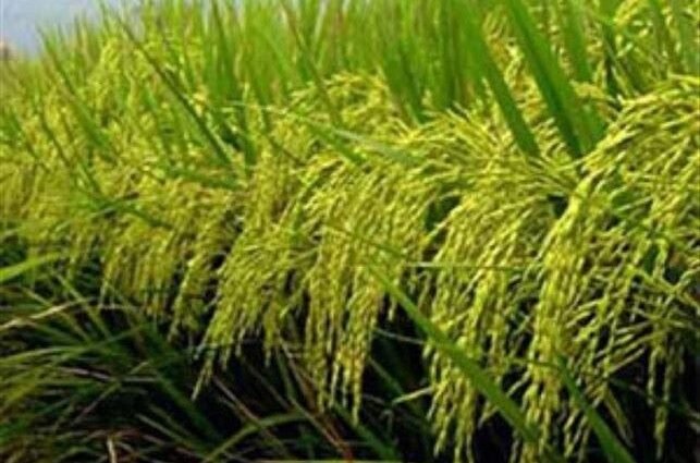 Financement de la stratégie nationale de la filière riz : Une Table ronde des partenaires Techniques et Financiers, ce lundi à Abidjan 1 champ de riz