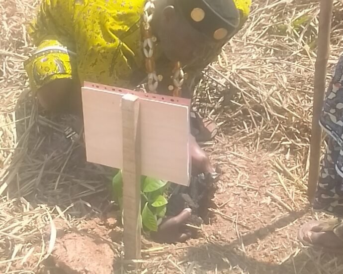 Journée de planting d'arbres : Les populations du Haut-Sassandra invitées à préserver les forêts qui restent et à planter de nouveaux arbres 4 photo planting 1