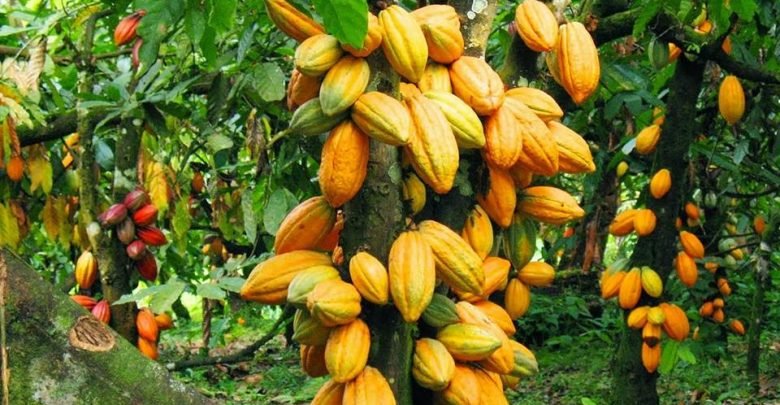 Mise en place de l’Interprofession dans la filière Café-cacao : Le projet rangé aux placards 1 Origine du cacaoyer 2 780x405 2