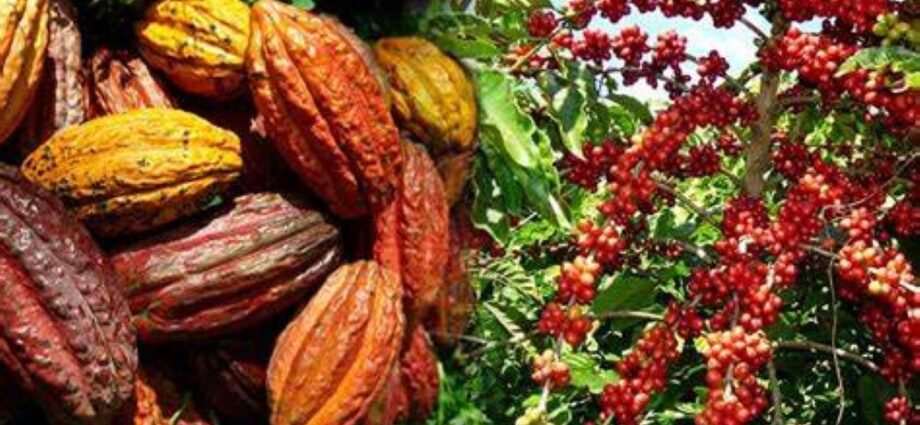 Nouvelle Ordonnance pour Renforcer la Lutte contre la Commercialisation Illicite des Produits Agricoles en Côte d'Ivoire 1 cacao B 1
