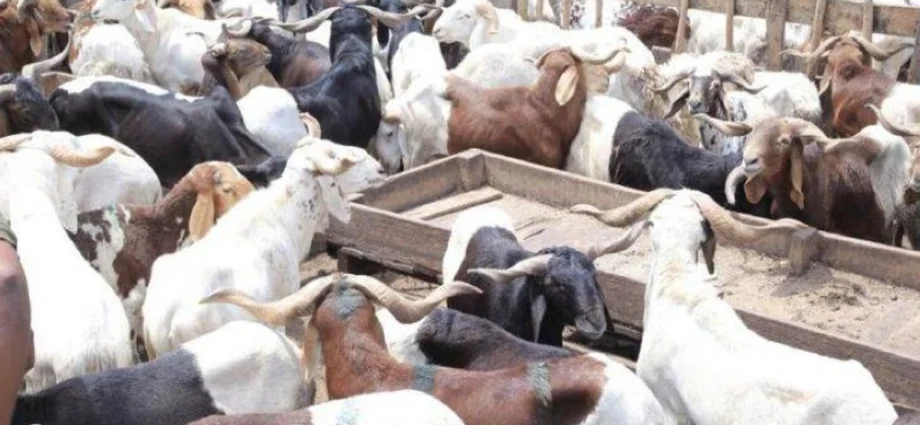 Le Parc à Bétail d’Adjamé délocalisé à Anyama 1 TOF ADJAME 2