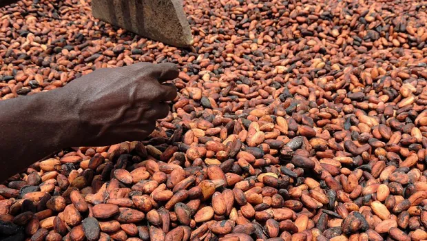 TOF CACAO 3