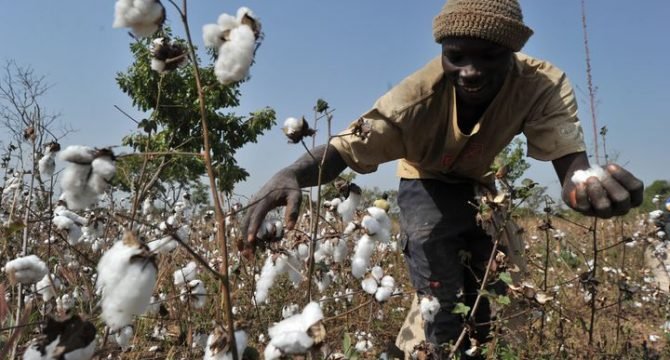 Mécontentement des producteurs de coton à Dianra et Sarhala 1 coton ivoirien 670x360 1