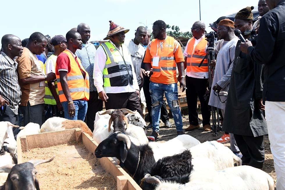 A quelques jours de la Tabaski 2025 : Une immersion grandeur nature au cœur des marchés à bétail d’Abidjan 3 mouton 2