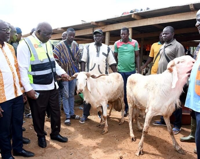 A quelques jours de la Tabaski 2025 : Une immersion grandeur nature au cœur des marchés à bétail d’Abidjan 2 mouton 3