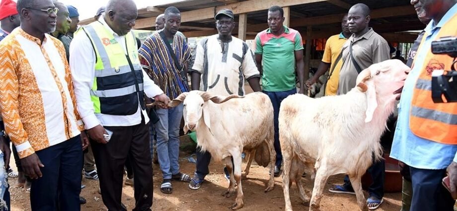 A quelques jours de la Tabaski 2025 : Une immersion grandeur nature au cœur des marchés à bétail d’Abidjan 1 mouton 3