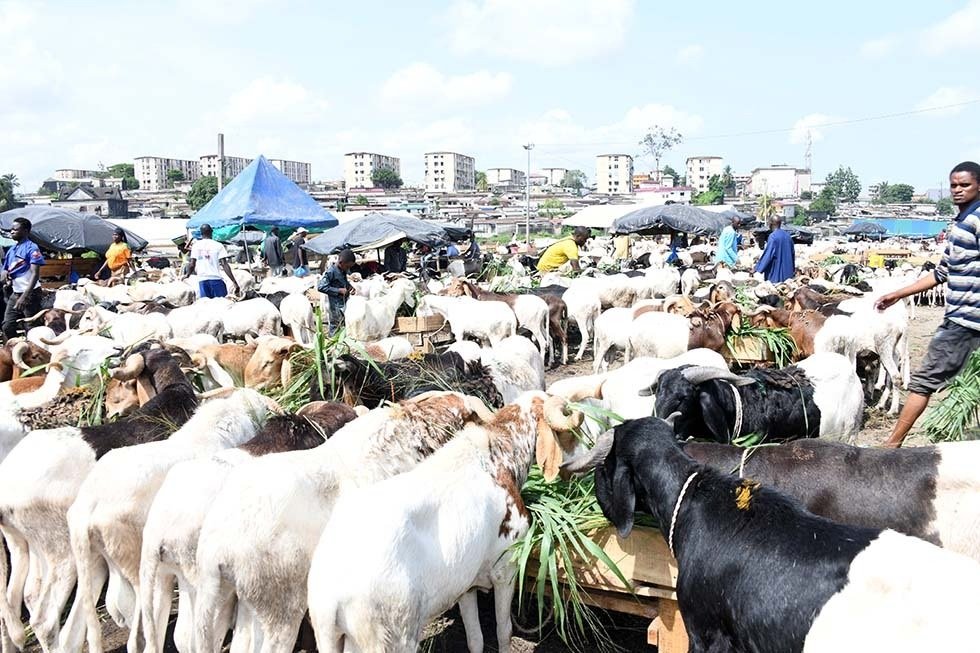 A quelques jours de la Tabaski 2025 : Une immersion grandeur nature au cœur des marchés à bétail d’Abidjan 4 mouton 4