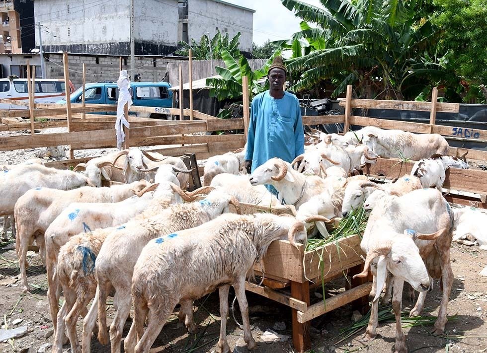 A quelques jours de la Tabaski 2025 : Une immersion grandeur nature au cœur des marchés à bétail d’Abidjan 5 mouton 5