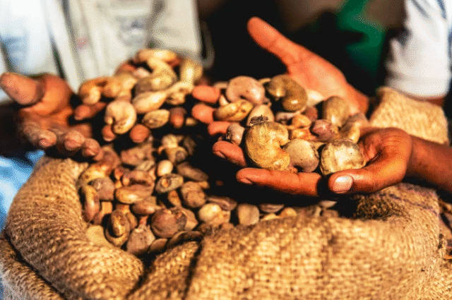 Cajou est une des commodities qui ont ouvert la Bourse des matières Premières d'Abidjan