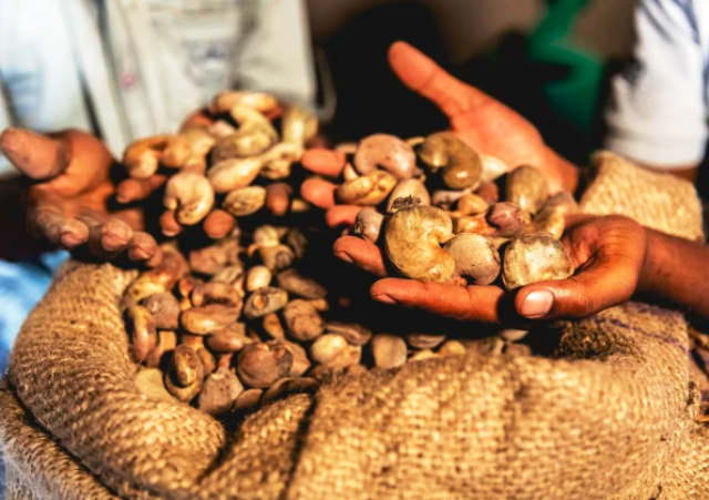 Cajou est une des commodities qui ont ouvert la Bourse des matières Premières d'Abidjan