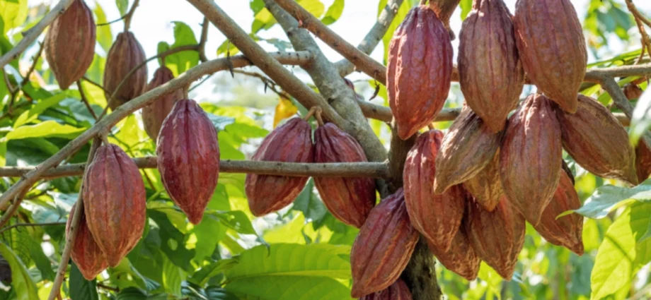 cocoa banner