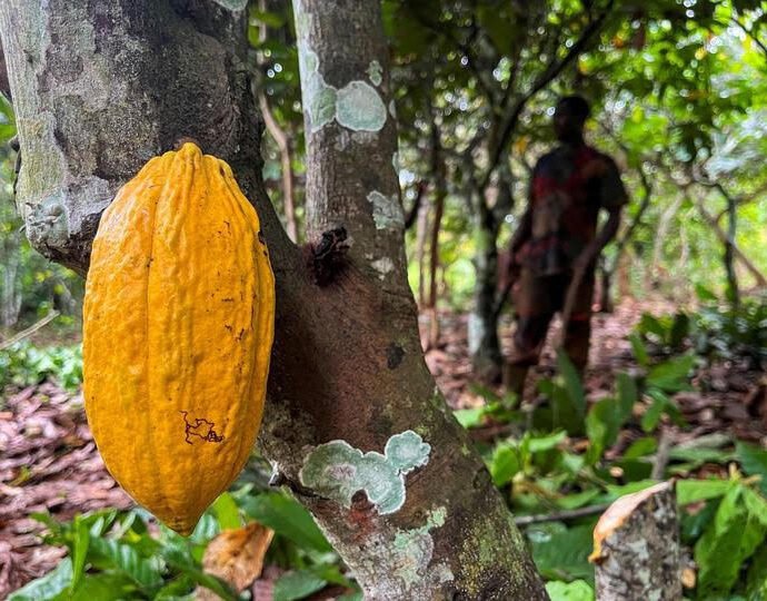 Côte d’Ivoire – Ghana : la montée en puissance des « cartels du chocolat » 5 photo chocolat