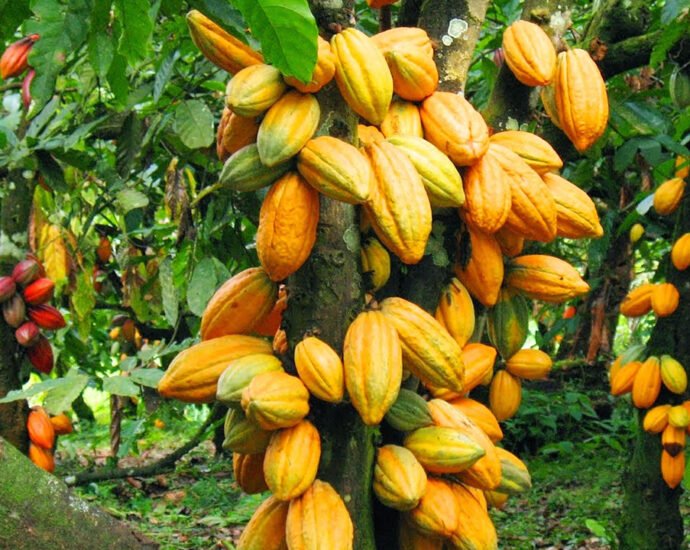 photo cacao