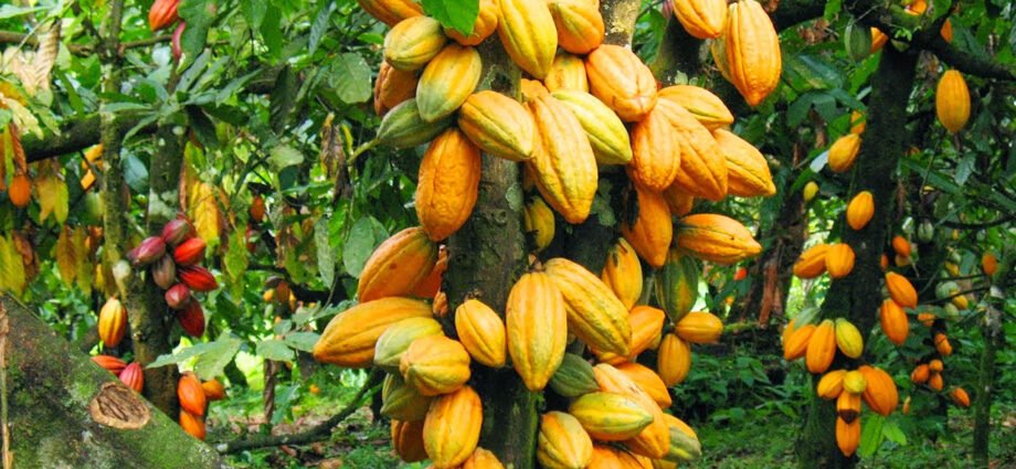 photo cacao