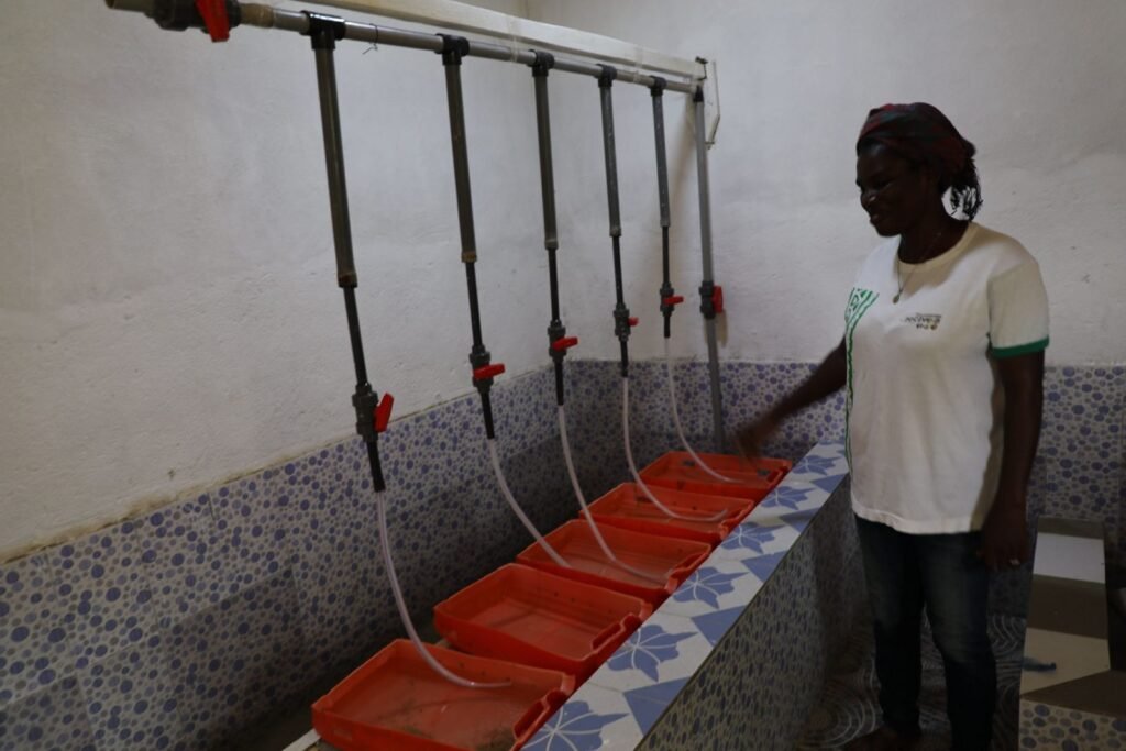 PDC2V : À Soubré, l’écloserie d’Odette Bayala, un modèle de réussite féminine et d’impact local 2 BAYALA 5