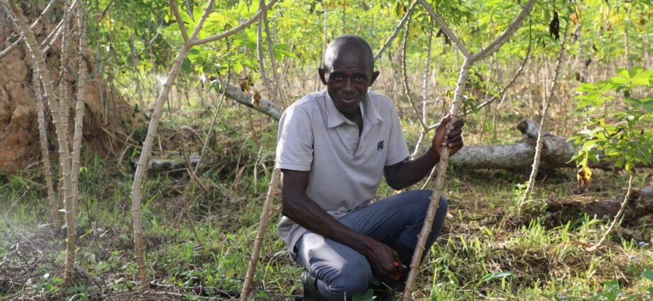 PDC2V : Un appui concret aux producteurs de manioc – Visite d’une pépinière modèle à Petit Bondoukou 1 PEPI 1