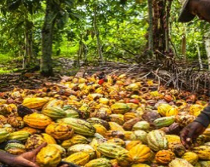Les cours du cacao baissent sur le marché mondial 8 champ cacao