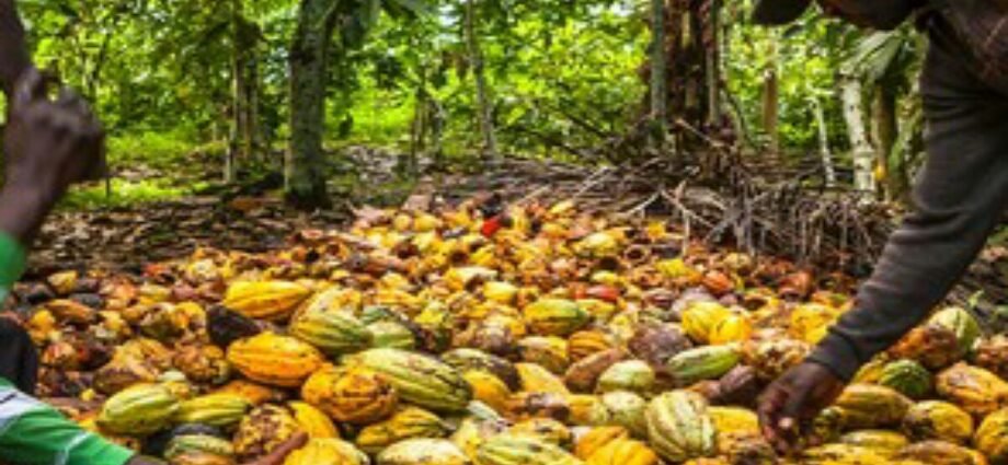 champ cacao