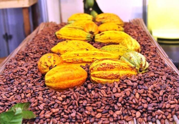 Cacao : Le Président de la République instruit le Conseil du café-cacao d’accélérer l’achat des fèves 4 JNCC 2015 Alassane ouattara au stand du cns2