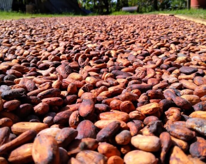 Commercialisation du cacao : l’État prépare une opération de collecte des stocks dans les régions de production 6 PHOTO CACAO