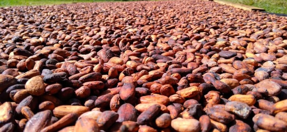 PHOTO CACAO