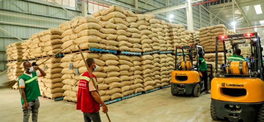 Opération de déchargement de cacao pour la campagne principale 2025-2026 : Yves Brahima active le mécanisme d’urgence pour éviter l’asphyxie des producteurs 1 photo cacao 3