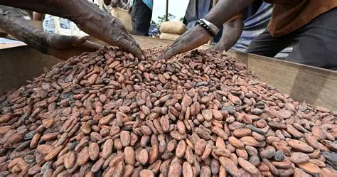 CACAO 1
