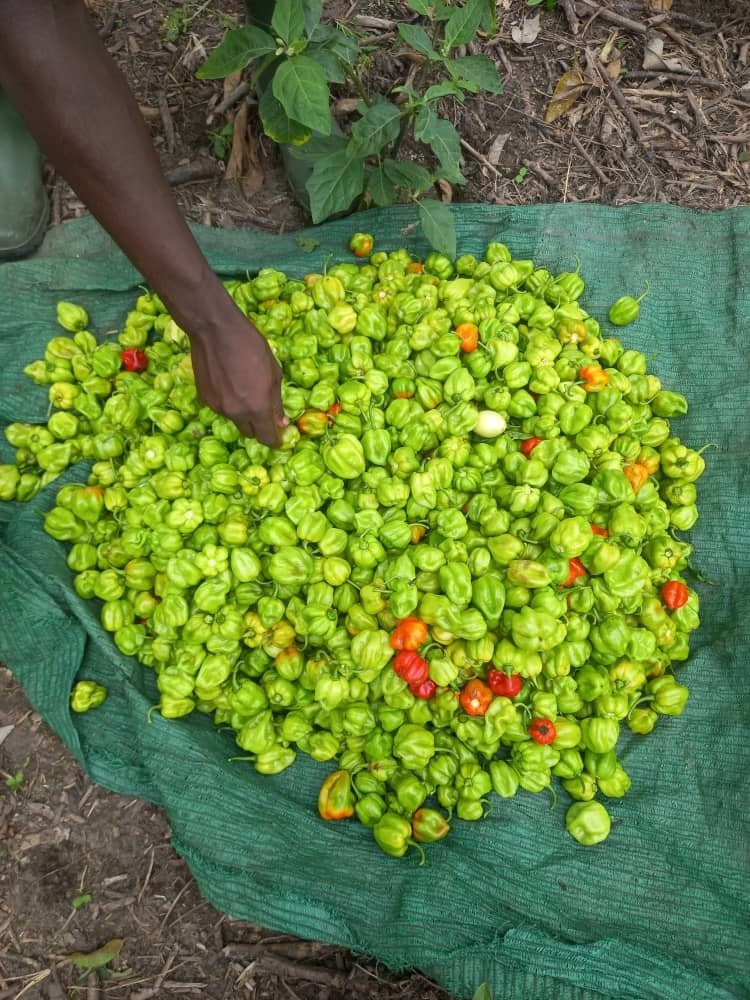 Lancement des activités des AVEC de CAYAT : les femmes rurales au cœur du développement 18 photo piment 1