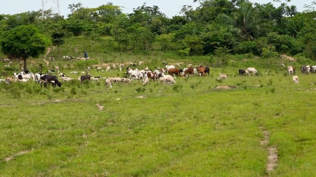 Parc à bétail de l’abattoir : une nouvelle cité pour les acteurs de la filière bétail-viande à Abidjan 3 photo boeuf 1 1