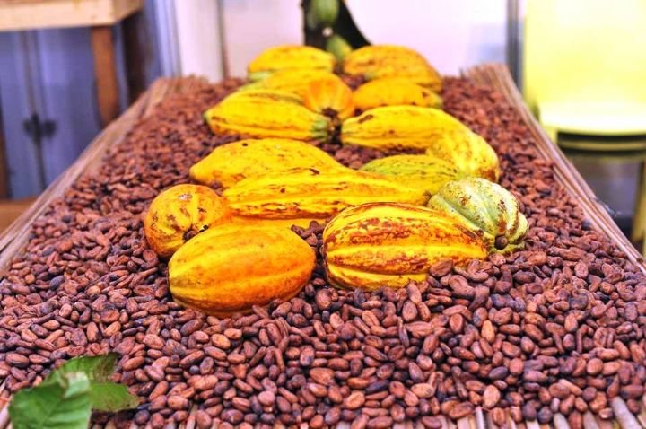 Filière café-cacao : l’OIA dément toute crise et réaffirme la poursuite des réformes 2 photo cacao