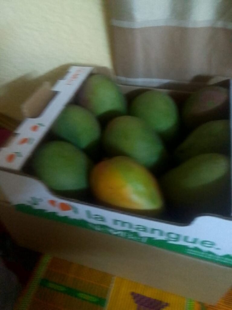Campagne de commercialisation de la mangue 2026 : 15 cargaisons infestées détruites en Europe, la filière ivoirienne sous pression 5 photo mangue 1 2