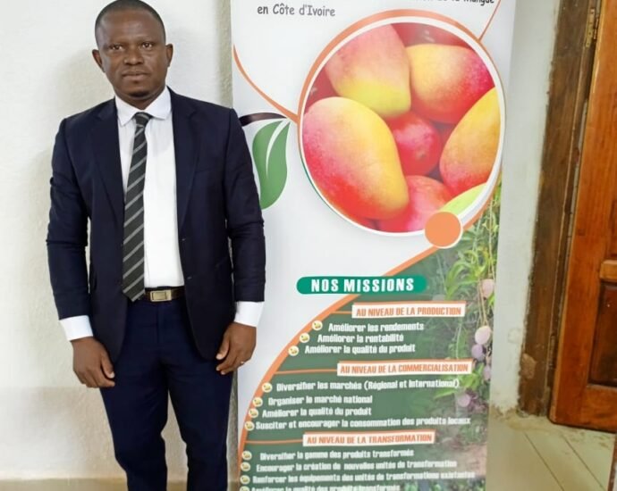 Campagne de commercialisation de la mangue 2026 : 15 cargaisons infestées détruites en Europe, la filière ivoirienne sous pression 5 photo mangue 4 1