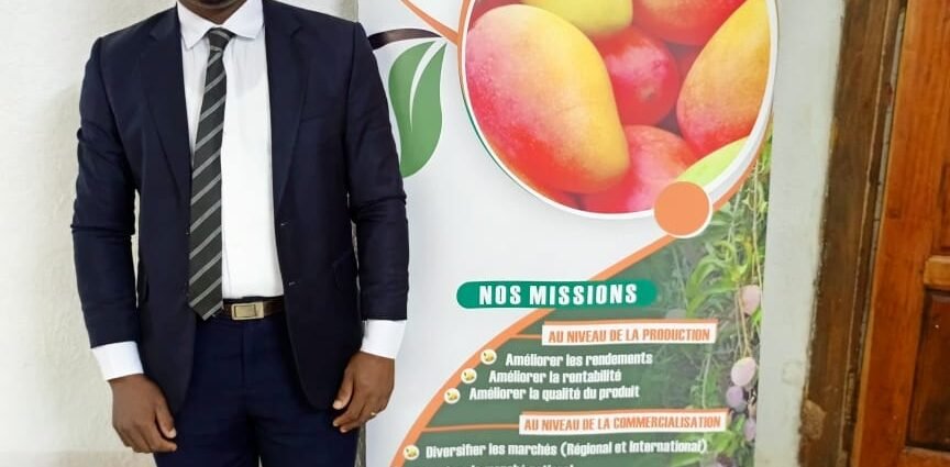 Campagne de commercialisation de la mangue 2026 : 15 cargaisons infestées détruites en Europe, la filière ivoirienne sous pression 1 photo mangue 4 1