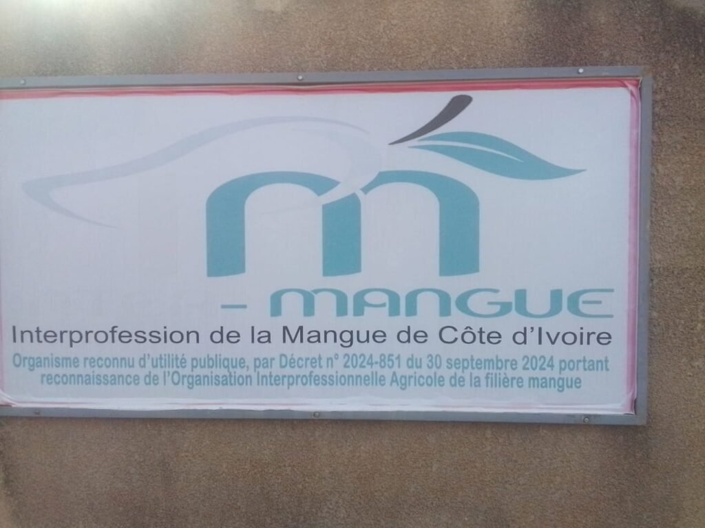 Campagne de commercialisation de la mangue 2026 : 15 cargaisons infestées détruites en Europe, la filière ivoirienne sous pression 2 photo mangue 5