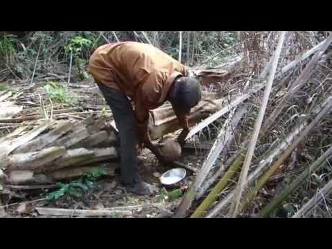 Daloa : Le Bandji, l’alcool traditionnel qui séduit et fait recette 1 photo Bangui