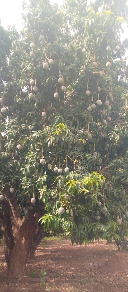 Filière mangue : la rentrée scolaire 2026-2027 hypothéquée chez les producteurs et pisteurs 3 photo mangue 1 1