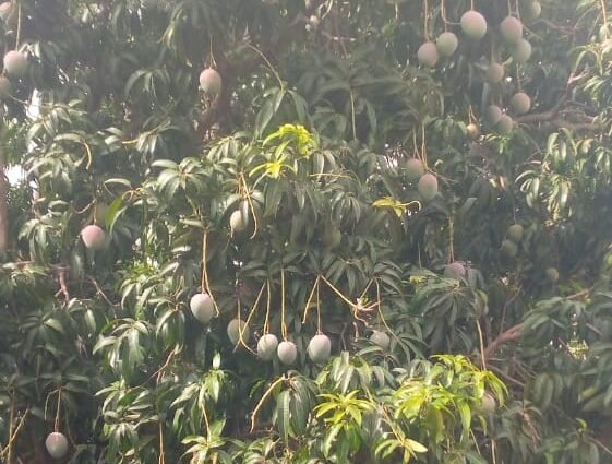 Filière mangue : la rentrée scolaire 2026-2027 hypothéquée chez les producteurs et pisteurs 1 photo mangue 1